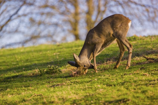 A roebuck (Capreolus capreolus) sweeps his antlers on the ground