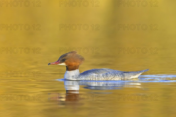 Common merganser, goosander (Mergus merganser merganser) female swimming in lake at sunset in winter