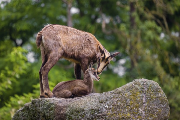 An adult female chamois (Rupicapra rupicapra) and her cub stand on a rock. A green forest is in the background
