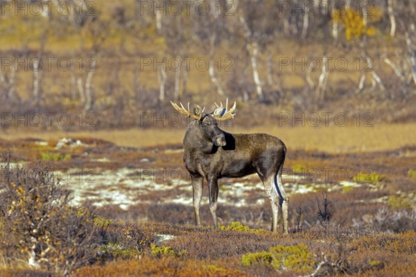 Moose, elk (Alces alces), adult bull, male foraging on the tundra in autumn, fall, Sweden, Scandinavia, Europe