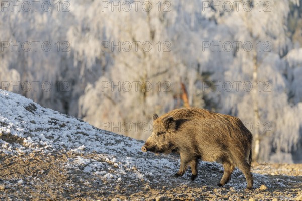On a sunny day, a wild boar (Sus scrofa) searches for food in a frozen field. A forest covered in hoarfrost can be seen in the background
