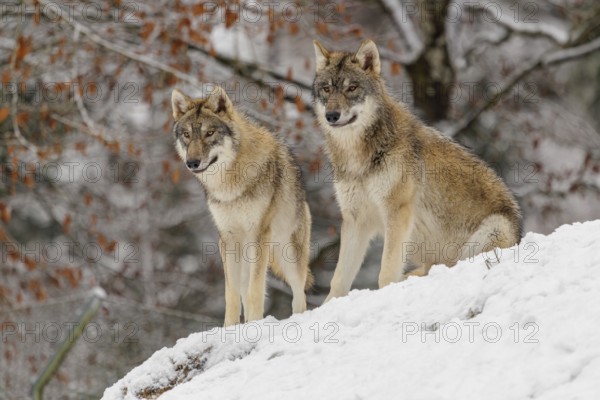 Two young grey wolves (Canis lupus lupus) sit on a snow-covered hill on a cold, cloudy day. A forest can be seen in the background