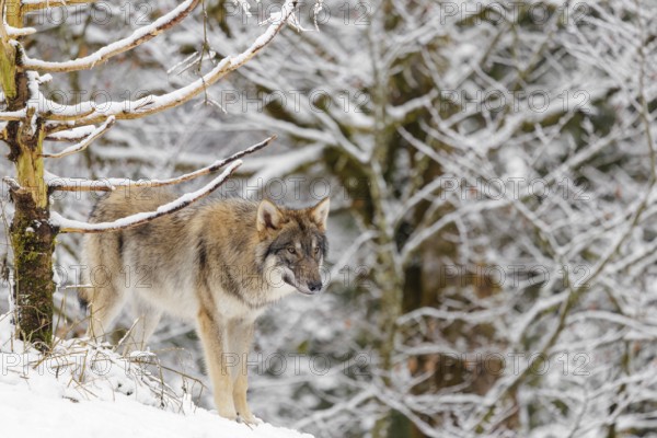 A young grey wolves (Canis lupus lupus) stands on a snow-covered hill on a cold, cloudy day. A forest can be seen in the background