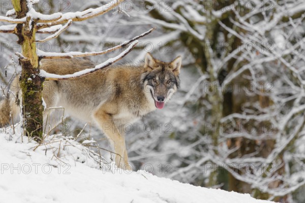 A young grey wolves (Canis lupus lupus) stands on a snow-covered hill on a cold, cloudy day. A forest can be seen in the background
