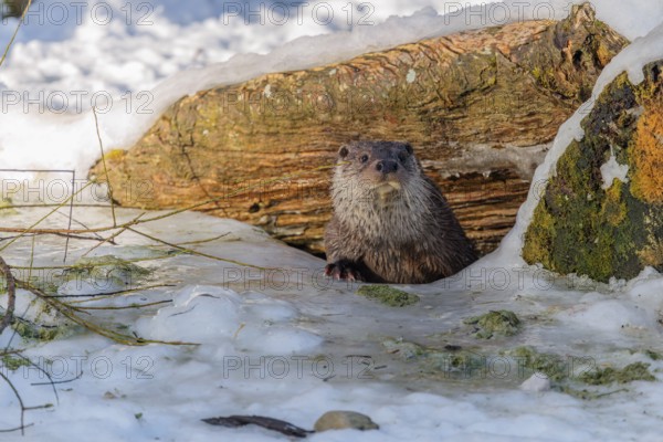 On a sunny day, an otter (Lutra lutra) leaves the river through a hole in the ice hidden under the root of a dead tree