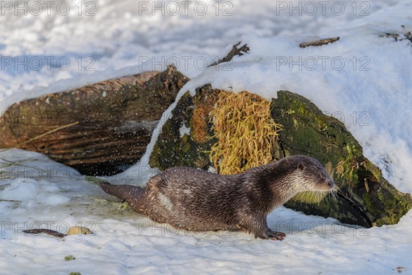 On a sunny day, an otter (Lutra lutra) sits on the ice of a frozen river in front of the root of a dead tree and shakes the water off its fur