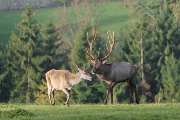 An Altai maral stag or Altai moose (Cervus canadensis sibiricus) approaches a hind to test if she is ready for mating