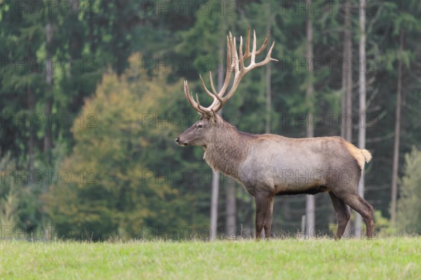 An Altai maral stag, Altai wapiti or Altai elk (Cervus canadensis sibiricus) crosses a meadow in the first light of the day. The antlers glow in that beautiful ight