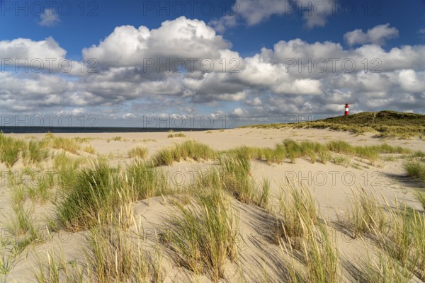 Dunes at the coast of Ellenbogen and the lighthouse List-Ost, List, island Sylt, district Nordfriesland, Schleswig-Holstein, Germany, Europe