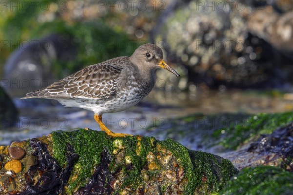 Purple sandpiper (Calidris maritima) in non-breeding plumage showing camouflage colours among rocks on rocky shore along the North Sea coast in winter