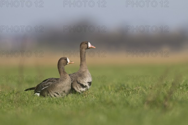 White-fronted goose (Anser albifrons), Texel, Netherlands