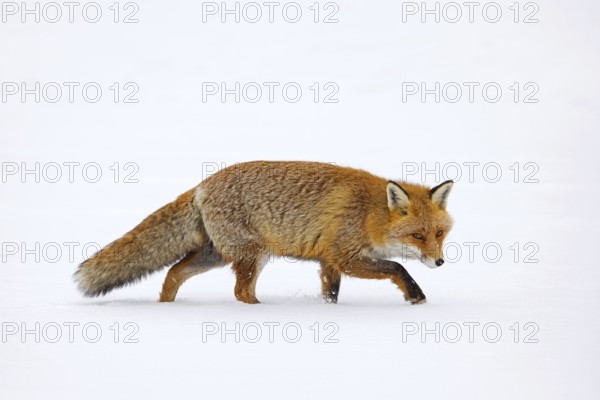 Red fox (Vulpes vulpes) hunting in the snow in winter