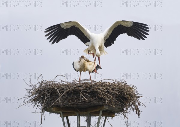 Weißstorch (Ciconia ciconia), Paar am Nistplatz, Männchen springt nach der Kopulation vom Weibchen herunter, Hessen, Deutschland