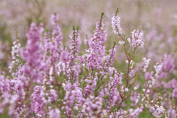 Close-up of flowering heather in the Lüneburg Heath, Lower Saxony, Germany, Europe