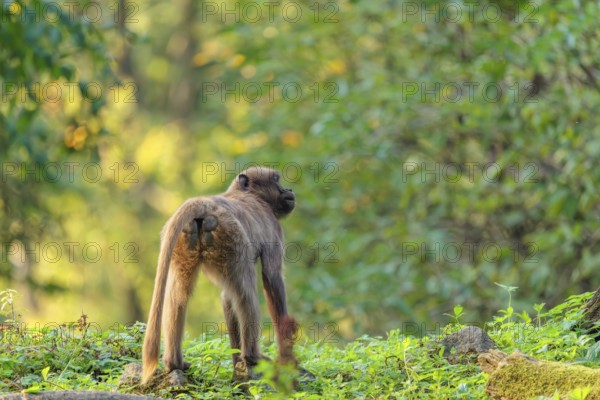 A female gelada (Theropithecus gelada), or bloodheart monkey, stands in beautiful light on a green meadow. A green forest can be seen in the background