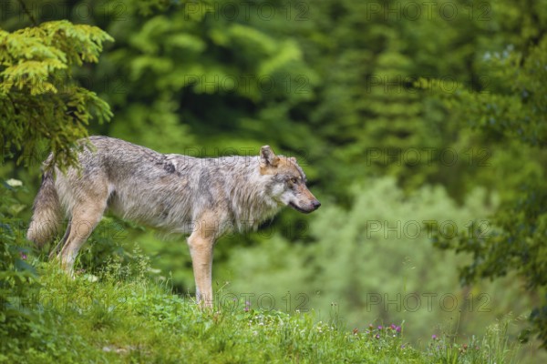 A eurasian gray wolf (Canis lupus lupus) stands on a grassy hill with a green forest in the background