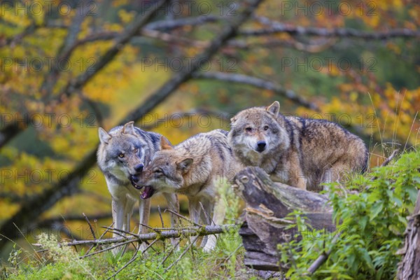 Three eurasian gray wolves (Canis lupus lupus) meet on a hill, show some social behaviour. A forest in fall colours in the background