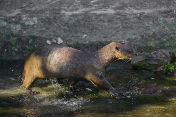 One giant otter or giant river otter (Pteronura brasiliensis) stands on a mossy rock at a little cascade