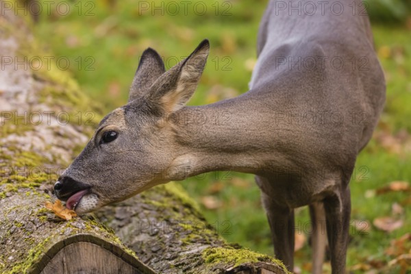 One female Roe Deer, (Capreolus capreolus), nibbles moss from dead fallen tree trunk