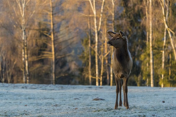 One young female wapiti, Cervus canadensis with hoarfrost in her fur, stands in a frozen meadow at the edge of the forest