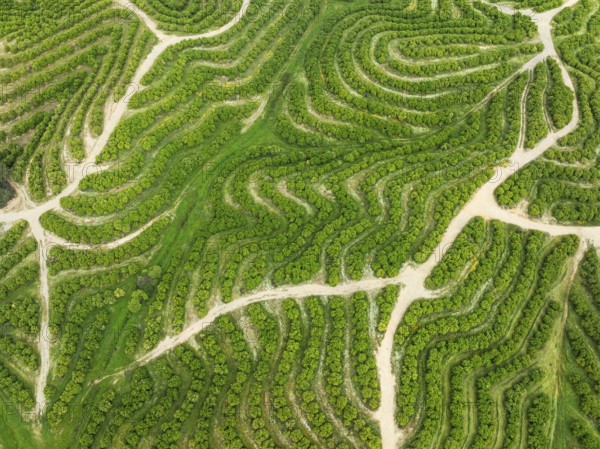 Cultivated orange trees (Citrus sinensis) and network of agricultural roads. Aerial view. Drone shot. Huelva province, Andalusia, Spain, Europe