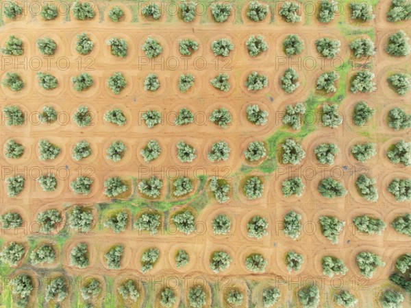 Cultivated olive trees (Olea europaea). Aerial view. Drone shot. Jaén province, Andalusia, Spain, Europe