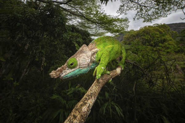 Female chameleon (Calumma linotum) in the rainforests of Amper Mountain National Park in northern Madagascar