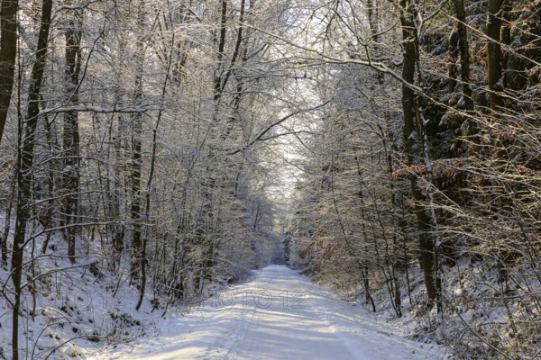 Straight hiking trail on a former railway embankment in the snow near Dürrröhrsdorf-Dittersbach, Saxony, Germany, Europe