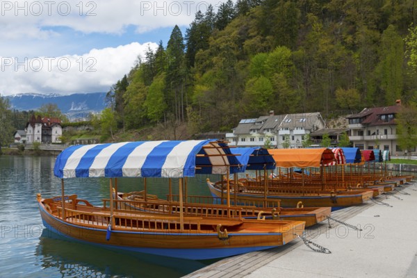 Wooden boats with strip canopies on a quiet lake in front of forest and houses, Lake Bled, Lake Veldes, Blejsko jezero, Bled, Veldes, Feldes, Upper Carniola region, Gorenjska, Slovenia, Balkans, Europe