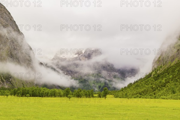 Nature conservancy area Grosser Ahornboden. Sycamore maple trees, Acer pseudoplatanus, in summer. Karwendel mountains in the background. Eng valley, Tyrol, Austria, Europe