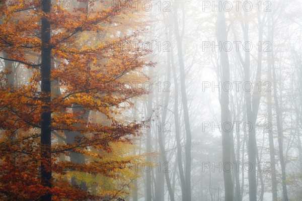 Single beech (Fagus sylvatica) with colourful autumn leaves, beech forest in fog, Canton Aargau, Switzerland, Europe