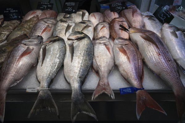 Display Dorade, Fish, Fishmonger, Interior view, Market hall, Mercat de l'Olivar, Palma de Majorca, Majorca, Balearic Islands, Balearic Islands, Spain, Europe