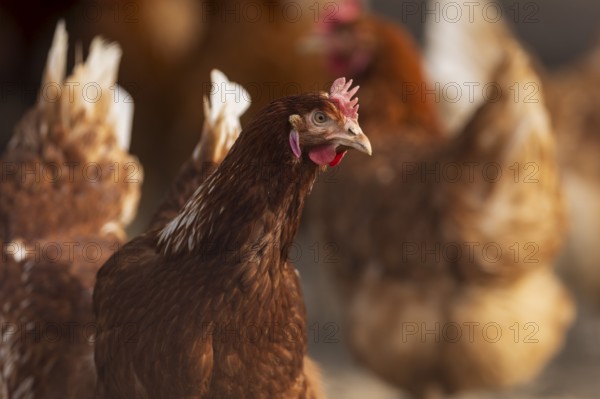 Brown hen in the foreground, surrounded by blurred conspecifics in the background, domestic fowl, Rhineland-Palatinate, Germany, Europe