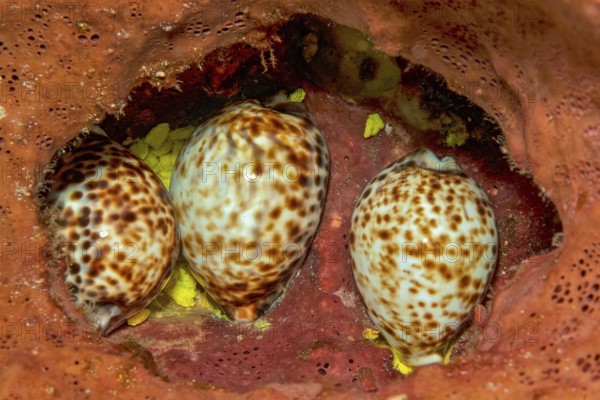 Three specimens of tiger cowrie (Cypraea tigris) hiding in cavity of sponge (Porifera), Pacific Ocean, Halmahera, Moluccas, Indonesia, Asia