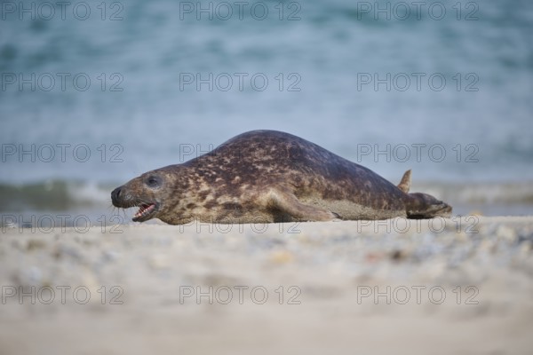 Grey seal (Halichoerus grypus) lying on the beach, Düne, Helgoland, Schleswig-Holstein, Germany, Europe