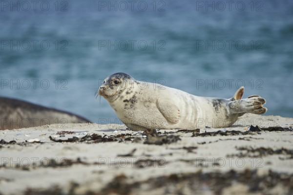 Grey seal (Halichoerus grypus) youngster lying on the beach, Düne, Helgoland, Schleswig-Holstein, Germany, Europe
