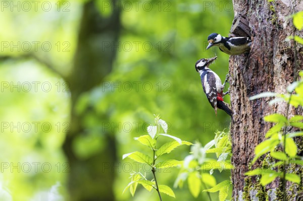 Great spotted woodpecker (Dendrocopos major), male shortly in front of departure from breeding den, female waiting with insects in her beak, Bad Homburg, Hesse, Germany, Europe