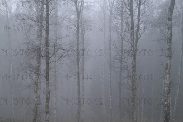 Birches (Betula) in winter in the fog, Lower Saxony, Germany, Europe