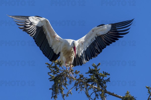 Stork with spread wings balancing on a branch under a bright blue sky, White Stork (Ciconia ciconia), wildlife, Germany, Europe