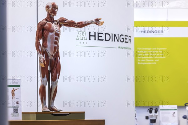 Human body model with muscles and organs for biology lessons. Scientific teaching aid from Hedinger for science lessons. Europe's largest education fair Didacta in Stuttgart, Baden-Württemberg, Germany, Europe