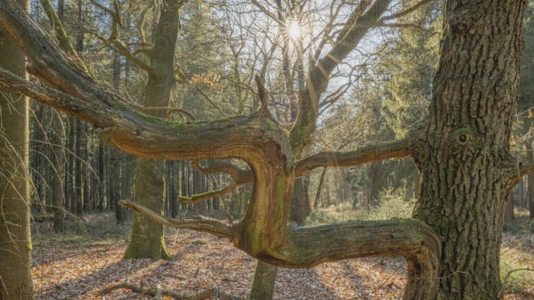 Old dried, crooked branches of an oak tree in the Wildeshauser Geest nature park Park, Emstek, Oldenburg, Lower Saxony, Germany, Europe