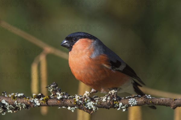 A male bullfinch (Pyrrhula pyrrhula) sitting on a branch in a natural environment, Baden-Württemberg, Germany, Europe