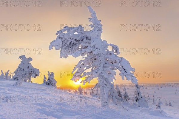Tykky forest, snow covered spruce tree on the taiga at sunrise in winter, Riisitunturi National Park, Finnish Lapland, Posio, Koillismaa, Finland, Europe
