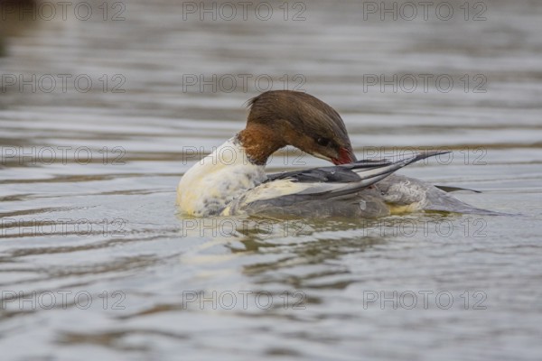 Goosander (Mergus merganser) wbl Germany