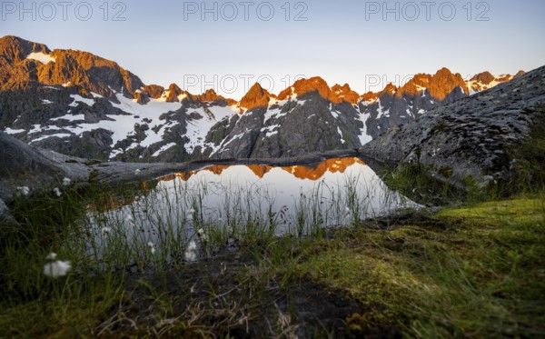 Rocky mountain peaks with reflection, small pond with cotton grass in moor landscape at Trollfjord Hytta, mountain landscape with alpenglow at sunrise, at Trollfjord, Lofoten and Vesterålen, Nordland, Norway, Europe