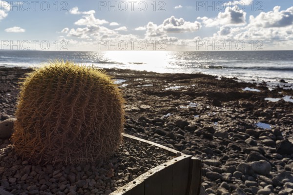 Cactus in a flower pot, rocky west coast, black lava coast, coastline, backlight, El Golfo, Yaiza, Lanzarote, Spain, Europe
