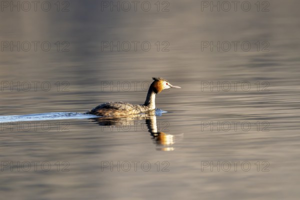 Great Crested Grebe (Podiceps Scalloped ribbonfish), Vulkaneifel, Rhineland-Palatinate, Germany, Europe