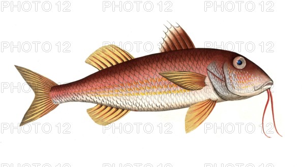 Fish, Fish, Mullus surmuletus, Striped mullet, The striped red mullet or surmullet, Historic, digitally restored reproduction from a 19th century original, Record date not stated