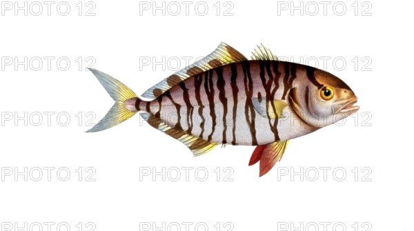 Fish, fishes, group of perch relatives, Scomber fascinatus, the banded mackerel, the streaked Mackrel, Historical, digitally restored reproduction from a 19th century original, Record date not stated
