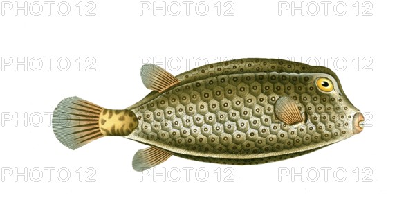Fish, Fish, Genus marine ray-finned fish, Ostracion cubicus, spikeless square, yellow boxfish, square fish, yellow boxfish, Historical, digitally restored reproduction from a 19th century original, Record date not stated